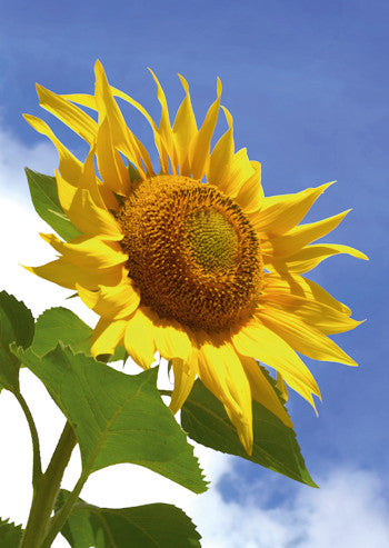 Sunflower Card