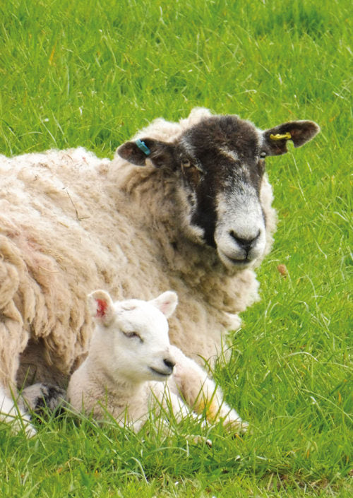 Ewe and Lamb Card