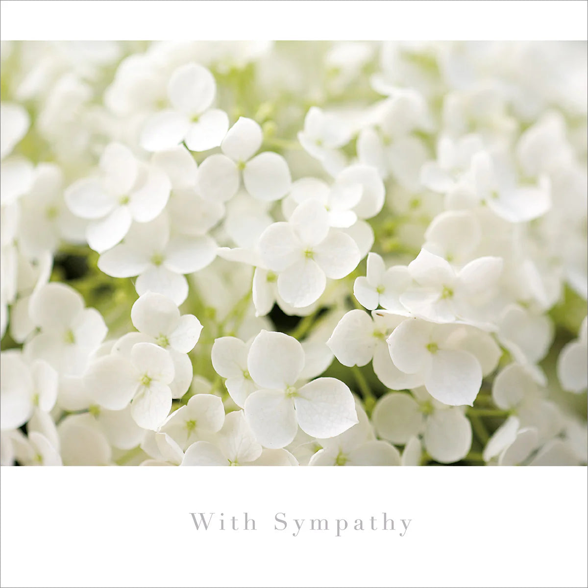 With Sympathy Card