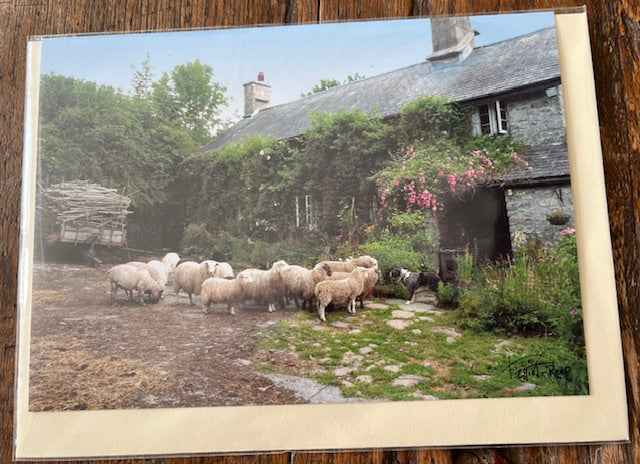Greetings Card - Blank - Sheep by Cottage