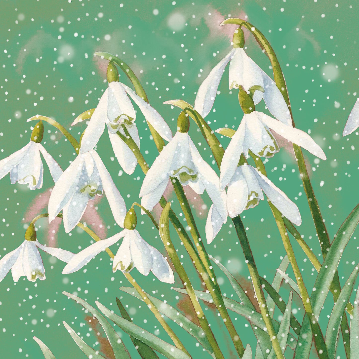 Snowdrop Christmas Cards - The Leprosy Mission