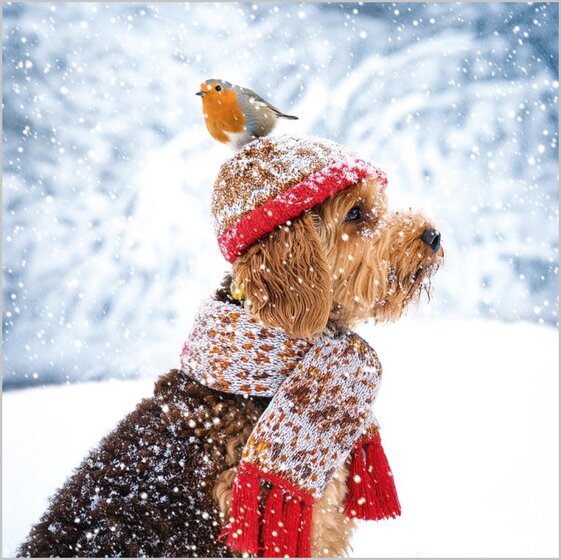Dog and Robin Christmas Cards - Pack of 4