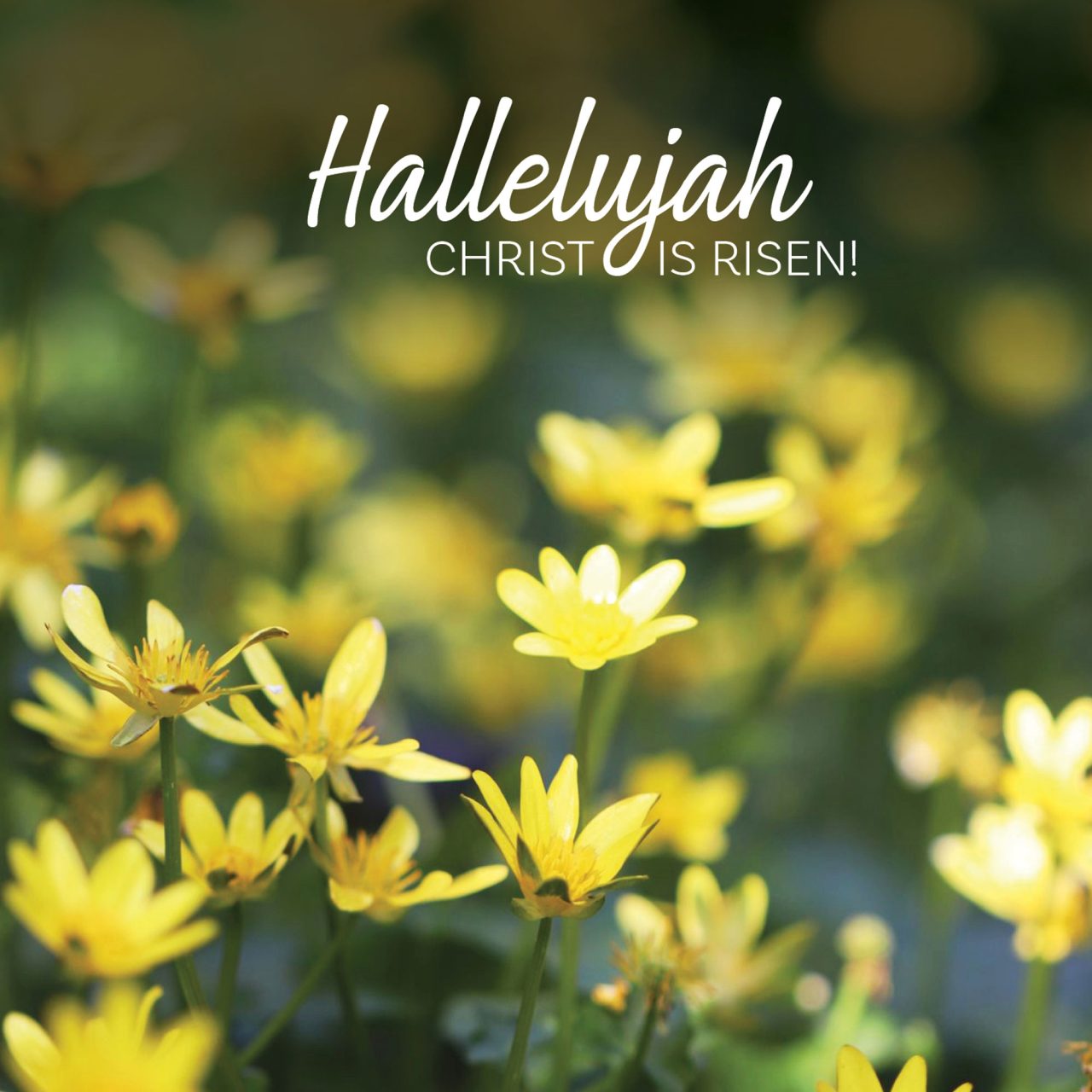 Easter Cards - Pack of 5 - Hallelujah Flowers