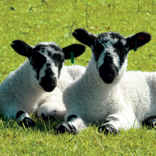 Two Lambs Card