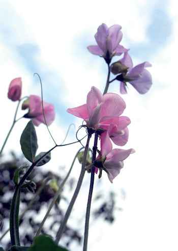 Sweet Peas Card