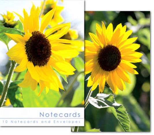 Notecards - Leonard Smith - 10 pack - Sunflowers