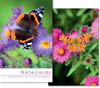 Leonard Smith Notecards - Blank - Butterfly