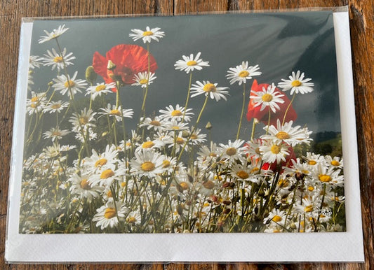 Greetings Card - Blank - Daisies and Poppies