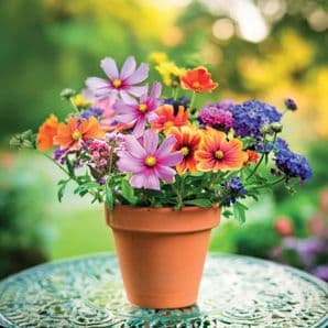 General Blank Card - Pot of Flowers
