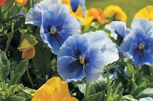 Pansy - Blank Note Card