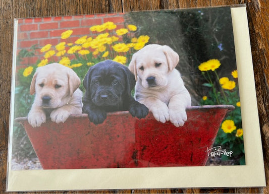 Greetings Card - Blank - Puppies