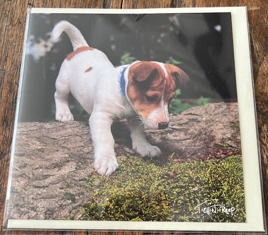 Greetings Card - Blank - Puppy