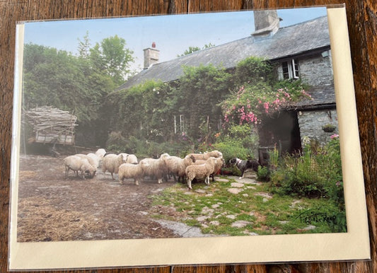 Greetings Card - Blank - Sheep by Cottage